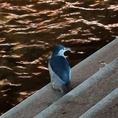 Nycticorax nycticorax