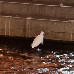 Egretta garzetta