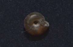Punctum pygmaeum