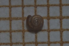 Punctum pygmaeum