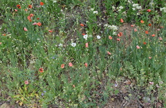 Papaver laevigatum