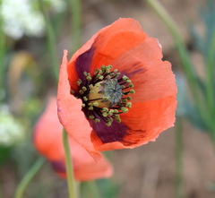 Papaver laevigatum