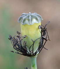 Papaver laevigatum