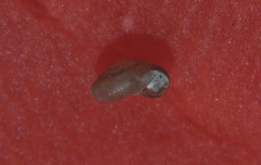 Punctum pygmaeum