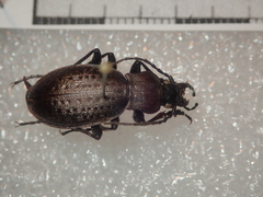 Carabus concolor lepontinus