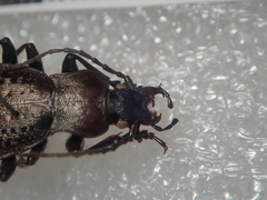 Carabus concolor lepontinus