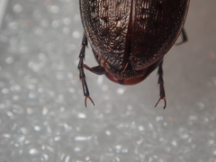 Carabus concolor lepontinus