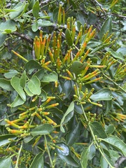 Agelanthus kraussianus