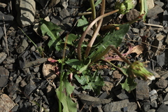 Taraxacum confusum