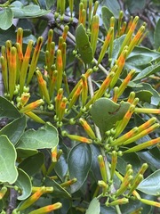 Agelanthus kraussianus