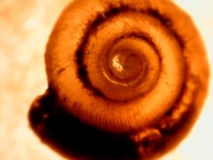 Punctum pygmaeum