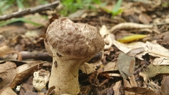 Lycoperdon