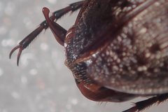 Carabus concolor lepontinus