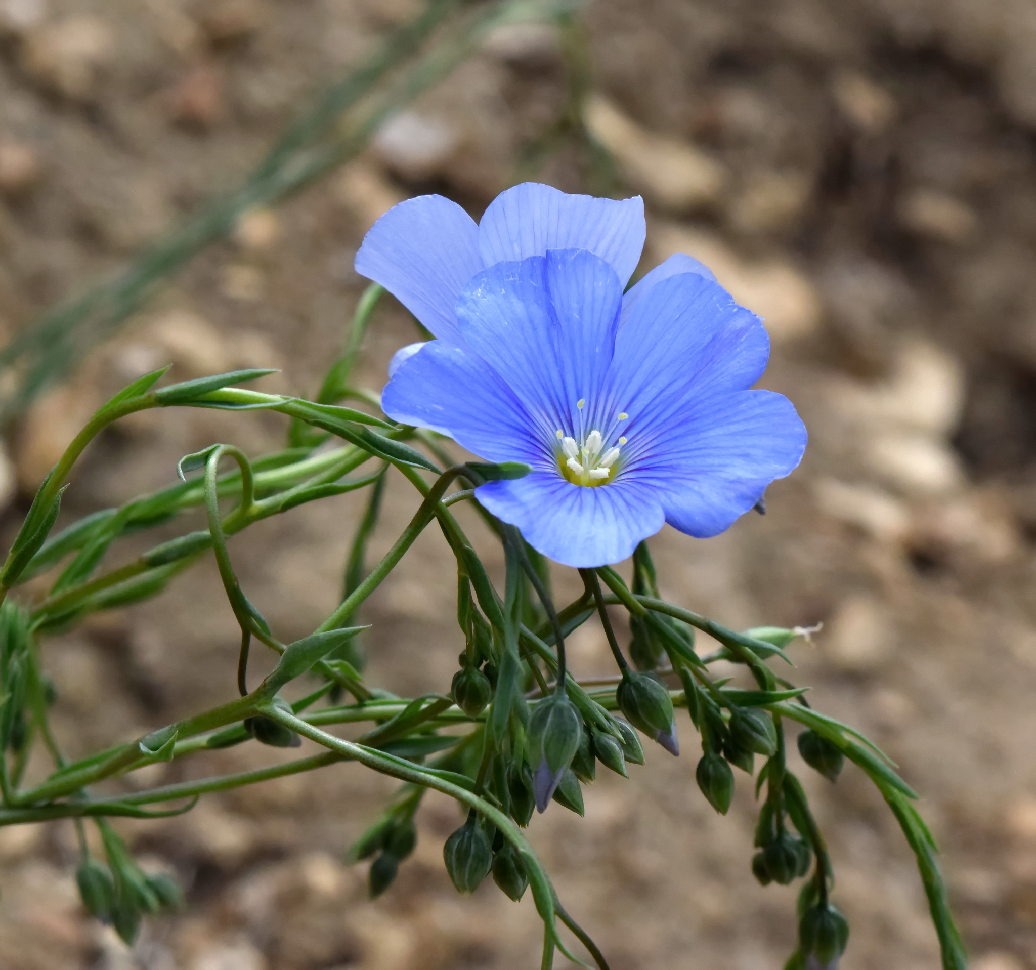 Linum austriacum