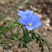 Austrian Flax - Photo (c) Вадим, some rights reserved (CC BY-NC), uploaded by Вадим