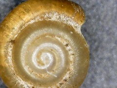 Punctum pygmaeum