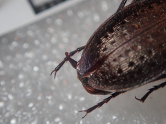 Carabus concolor lepontinus