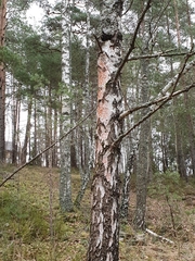 Trentepohlia umbrina