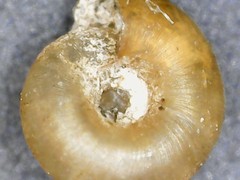 Punctum pygmaeum