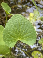 Centella asiatica image