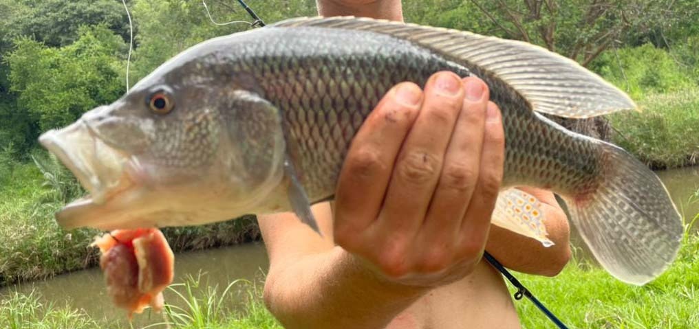 Nembwe (Serranochromis robustus) — Cichlidae