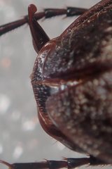 Carabus concolor lepontinus