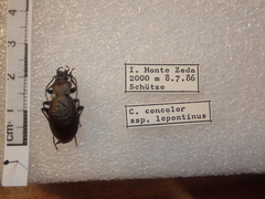 Carabus concolor lepontinus