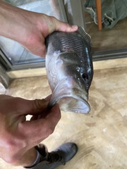 Serranochromis robustus