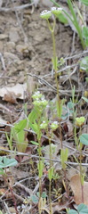 Valerianella pumila