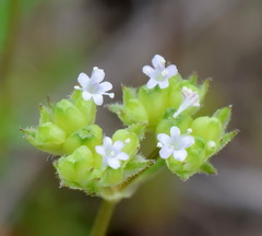 Valerianella pumila