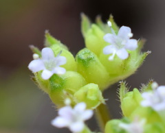 Valerianella pumila
