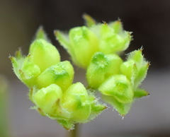 Valerianella pumila