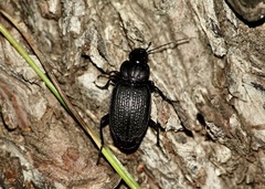 Licinus punctatulus