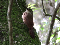 Dendrocolaptes platyrostris