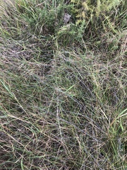 Muehlenbeckia ephedroides