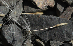 Taraxacum confusum