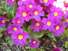 Primula × pruhonicensis