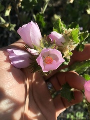 Malacothamnus lucianus