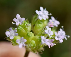 Valerianella pumila