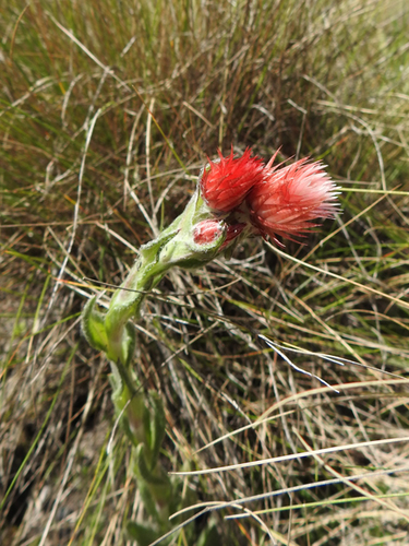 Helichrysum meyeri-johannis image