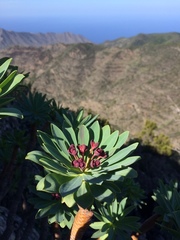 Euphorbia atropurpurea image