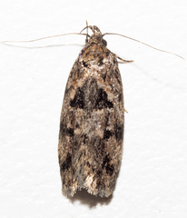 Barea melanodelta