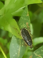 Lobopterella dimidiatipes