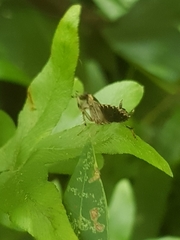 Lobopterella dimidiatipes