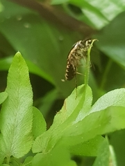 Lobopterella dimidiatipes