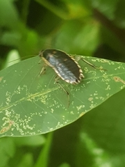 Lobopterella dimidiatipes