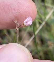 Desmodium varians