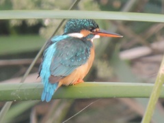 Alcedo atthis