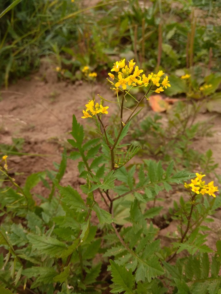 Rorippa sylvestris — a medium houseplant, prefers full sun light