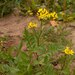 Creeping Yellowcress - Photo (c) Aleksandr Ebel, some rights reserved (CC BY-NC), uploaded by Aleksandr Ebel